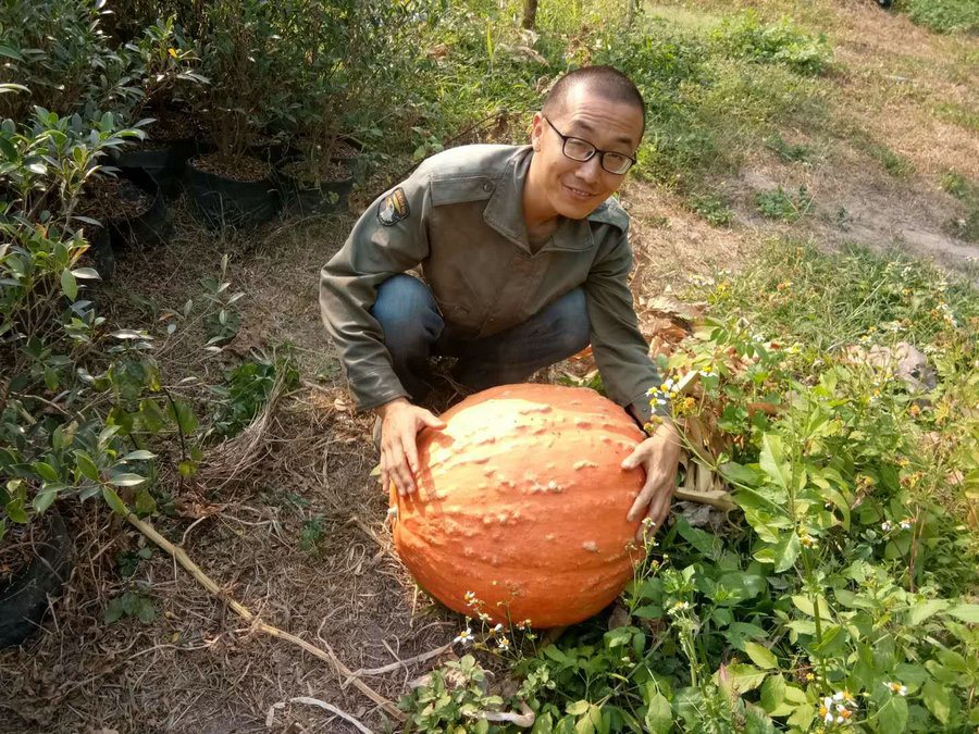 Yangle kneeling in a garden and holding a large orange pumpkin.